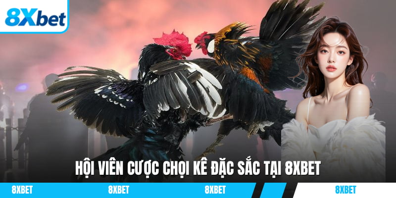 Hội viên cược chọi kê đặc sắc tại 8XBET